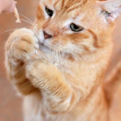 Arnold, an adoptable Domestic Short Hair in Round Rock, TX, 78664 | Photo Image 8