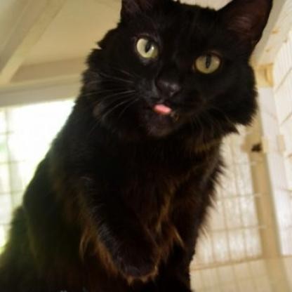 Shadow 2, an adoptable Domestic Long Hair in Round Rock, TX, 78664 | Photo Image 1