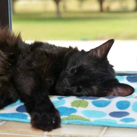 Shadow 2, an adoptable Domestic Long Hair in Round Rock, TX, 78664 | Photo Image 2