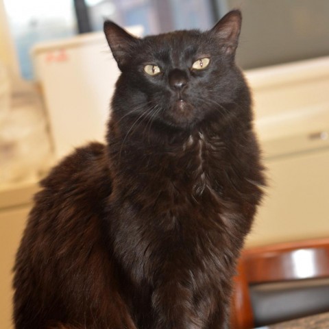 Shadow 2, an adoptable Domestic Long Hair in Round Rock, TX, 78664 | Photo Image 3