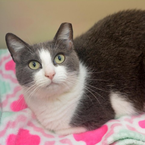 Darby, an adoptable Domestic Short Hair in Round Rock, TX, 78664 | Photo Image 2