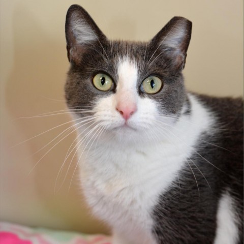 Darby, an adoptable Domestic Short Hair in Round Rock, TX, 78664 | Photo Image 5