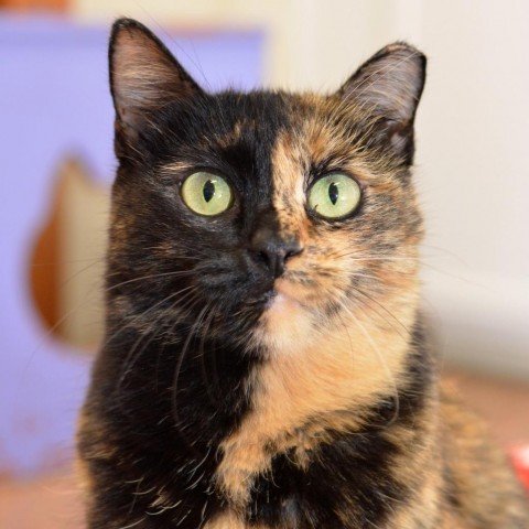Beauty, an adoptable Domestic Short Hair, Tortoiseshell in Round Rock, TX, 78664 | Photo Image 3