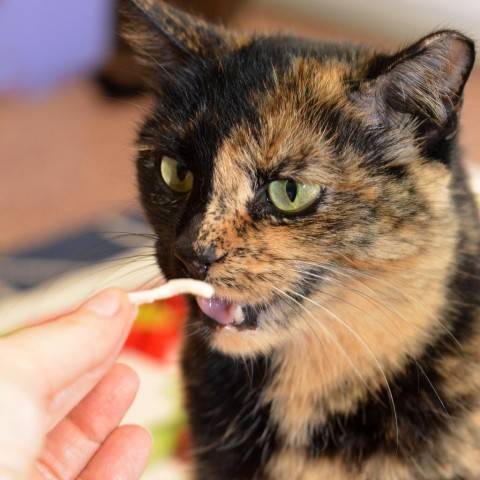 Beauty, an adoptable Domestic Short Hair, Tortoiseshell in Round Rock, TX, 78664 | Photo Image 4