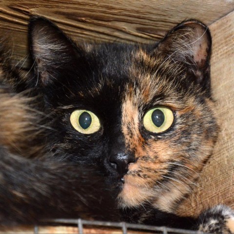 Beauty, an adoptable Domestic Short Hair, Tortoiseshell in Round Rock, TX, 78664 | Photo Image 3