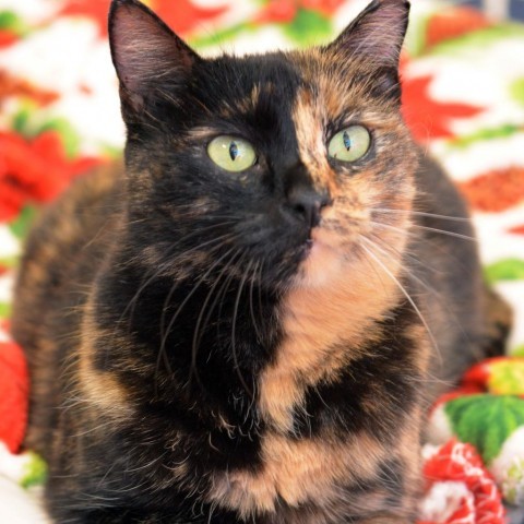 Beauty, an adoptable Domestic Short Hair, Tortoiseshell in Round Rock, TX, 78664 | Photo Image 4