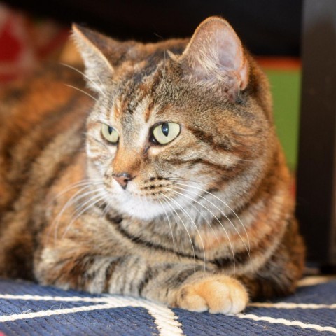 KitKat, an adoptable Domestic Short Hair in Round Rock, TX, 78664 | Photo Image 1