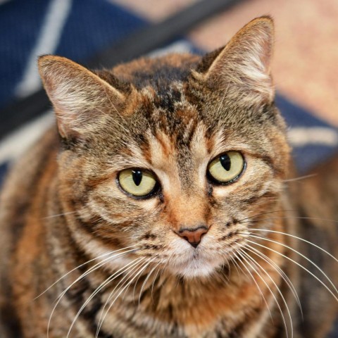 KitKat, an adoptable Domestic Short Hair in Round Rock, TX, 78664 | Photo Image 2