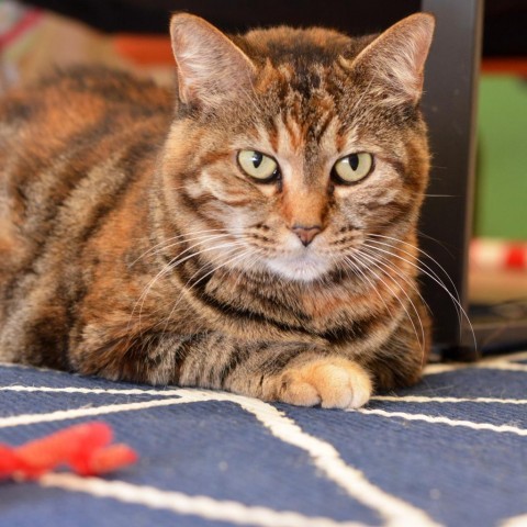 KitKat, an adoptable Domestic Short Hair in Round Rock, TX, 78664 | Photo Image 3