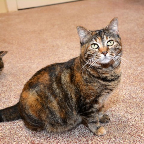 KitKat, an adoptable Domestic Short Hair in Round Rock, TX, 78664 | Photo Image 4