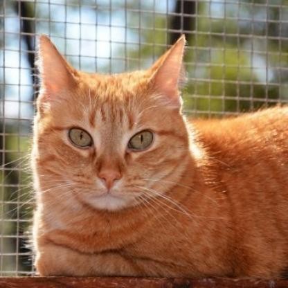 Alina, an adoptable Domestic Short Hair in Round Rock, TX, 78664 | Photo Image 1