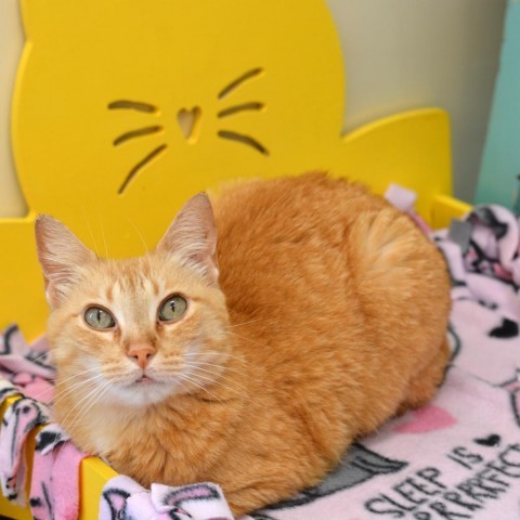 Alina, an adoptable Domestic Short Hair in Round Rock, TX, 78664 | Photo Image 2