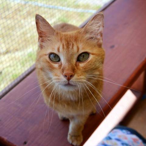 Alina, an adoptable Domestic Short Hair in Round Rock, TX, 78664 | Photo Image 4