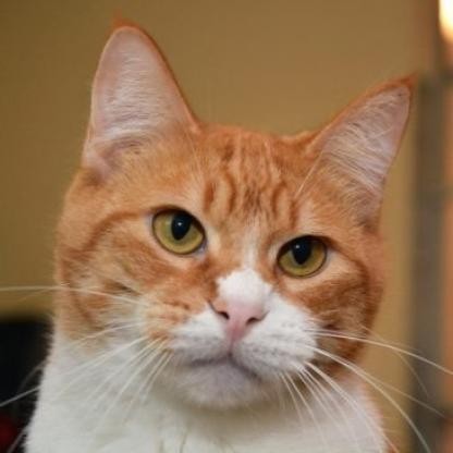 Stanley, an adoptable Domestic Short Hair in Round Rock, TX, 78664 | Photo Image 1