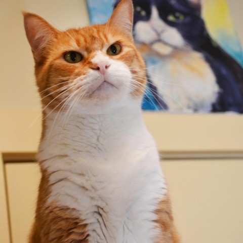 Stanley, an adoptable Domestic Short Hair in Round Rock, TX, 78664 | Photo Image 2