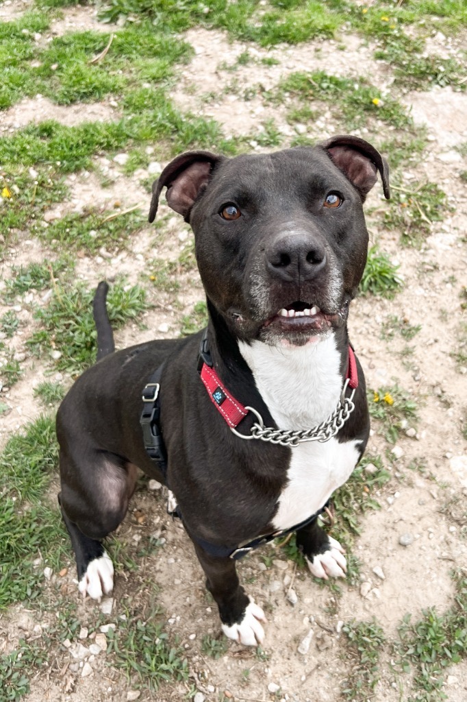 Felyx, an adoptable American Staffordshire Terrier, Labrador Retriever in Lansing, KS, 66043 | Photo Image 1