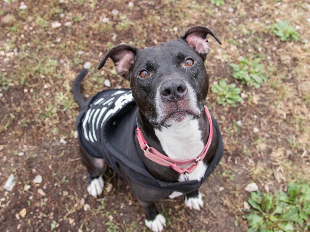 Felyx, an adoptable American Staffordshire Terrier, Labrador Retriever in Lansing, KS, 66043 | Photo Image 1