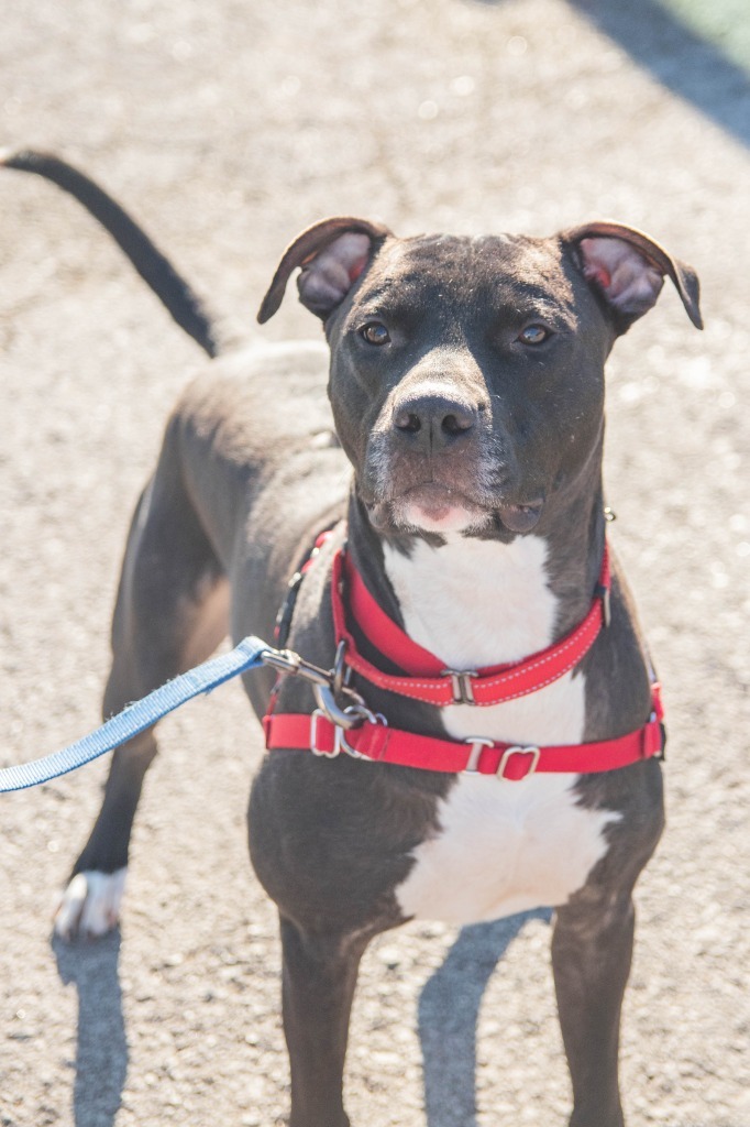 Felyx, an adoptable American Staffordshire Terrier, Labrador Retriever in Lansing, KS, 66043 | Photo Image 2