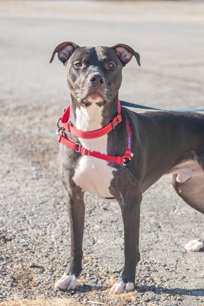 Felyx, an adoptable American Staffordshire Terrier, Labrador Retriever in Lansing, KS, 66043 | Photo Image 3