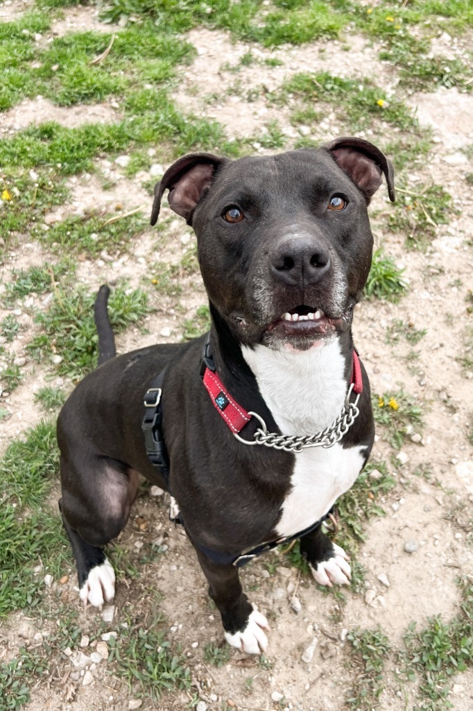 Felyx, an adoptable American Staffordshire Terrier, Labrador Retriever in Lansing, KS, 66043 | Photo Image 4