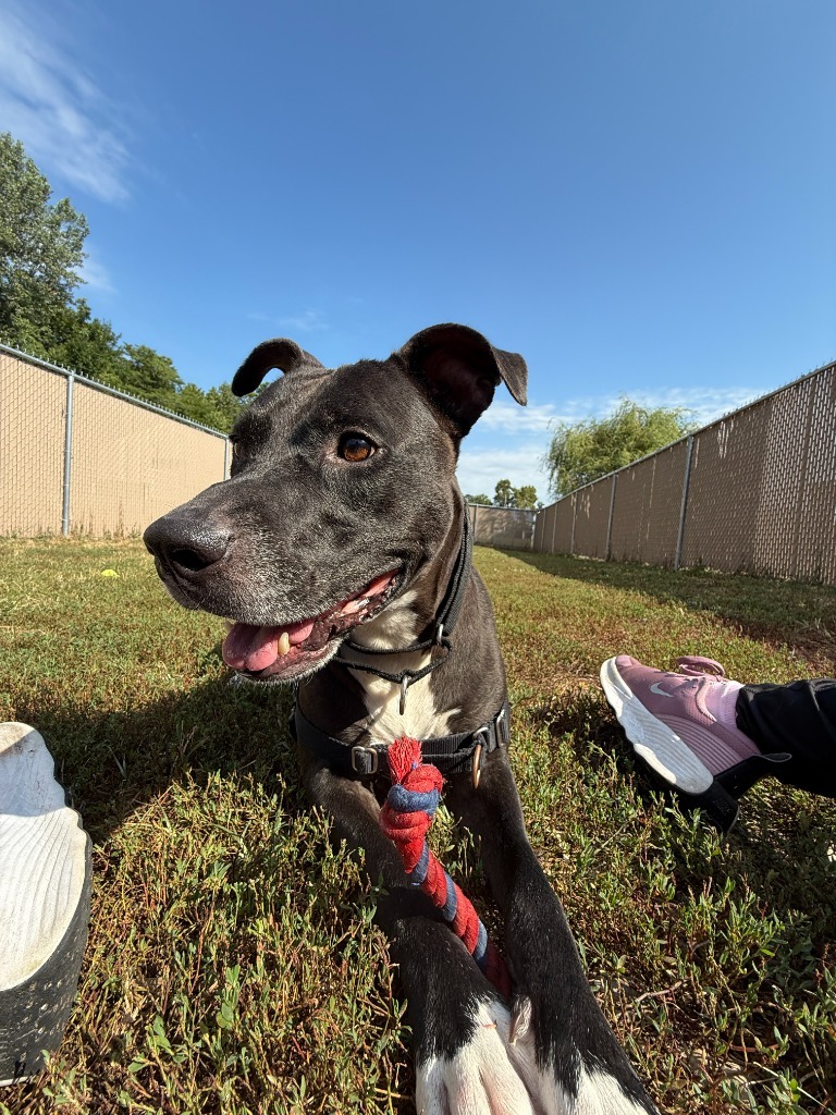 Felyx, an adoptable American Staffordshire Terrier, Labrador Retriever in Lansing, KS, 66043 | Photo Image 5