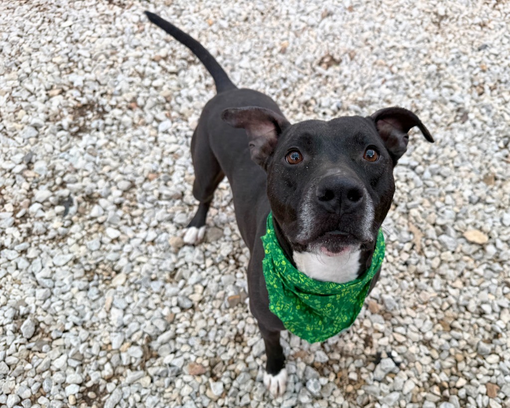 Felyx, an adoptable American Staffordshire Terrier, Labrador Retriever in Lansing, KS, 66043 | Photo Image 5
