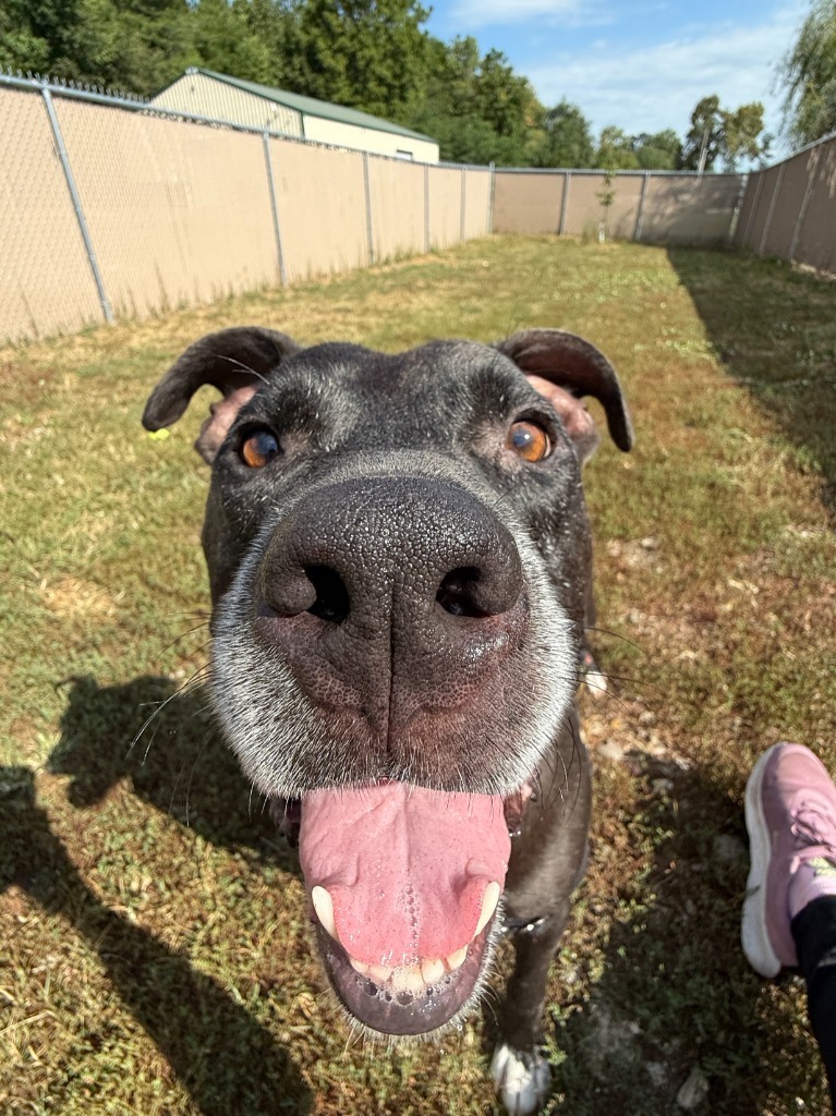 Felyx, an adoptable American Staffordshire Terrier, Labrador Retriever in Lansing, KS, 66043 | Photo Image 6