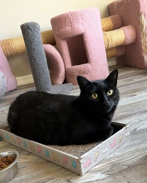 Bongo (answers to Bella)