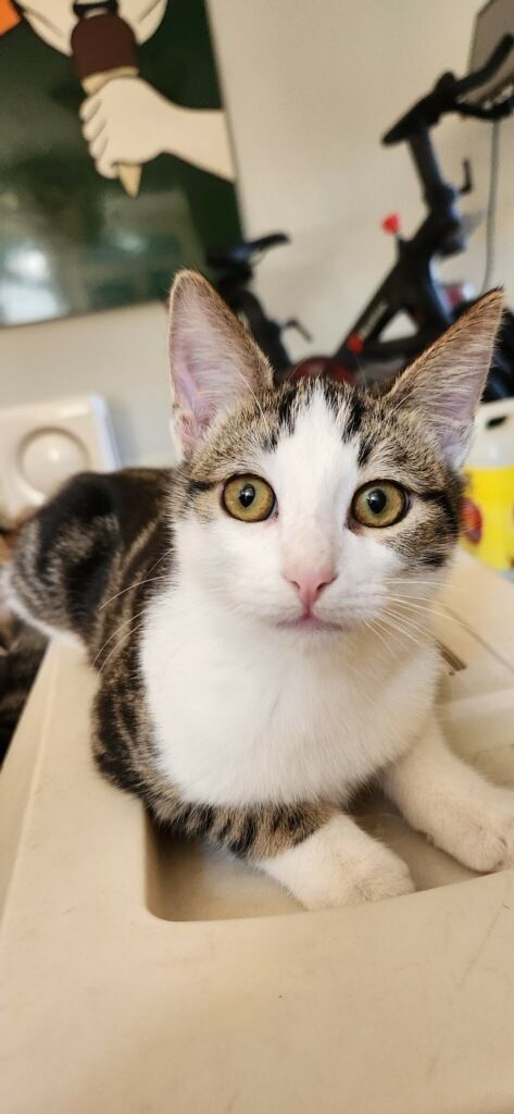 Boston CT, an adoptable Domestic Short Hair in Los Angeles, CA_image-3