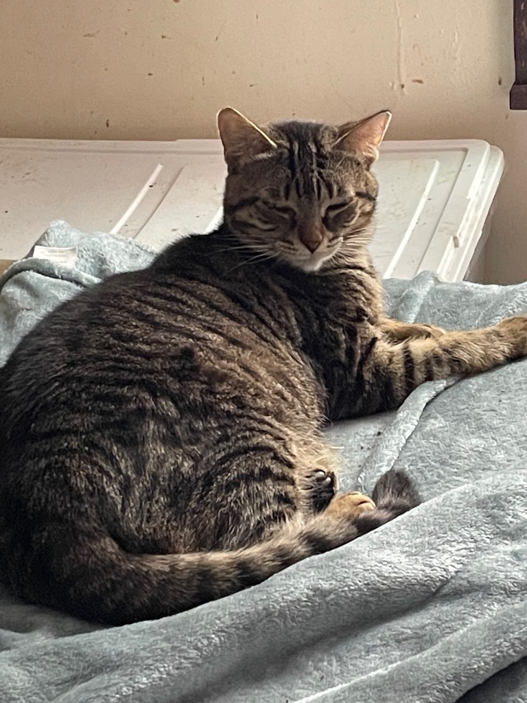 Carrie, an adoptable Domestic Short Hair in Plattsburgh, NY, 12901 | Photo Image 1