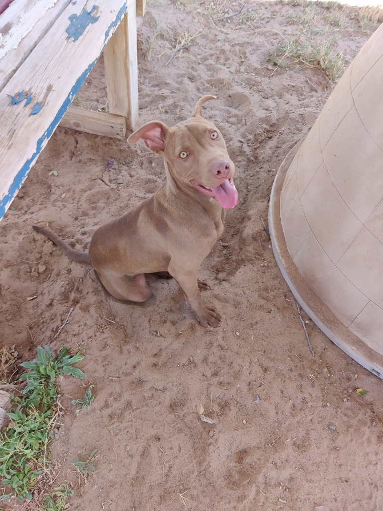 Valerie, an adoptable Pit Bull Terrier in Midland, TX, 79705 | Photo Image 1