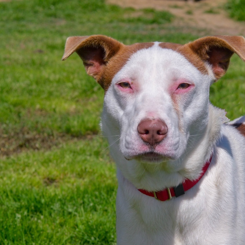 Revel, an adoptable Pointer, Mixed Breed in Quinlan, TX, 75474 | Photo Image 1