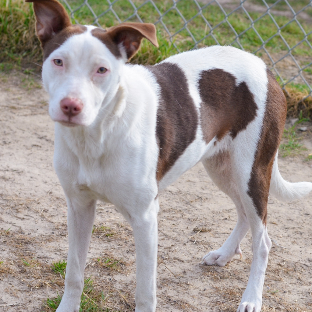 Revel, an adoptable Pointer, Mixed Breed in Quinlan, TX, 75474 | Photo Image 2