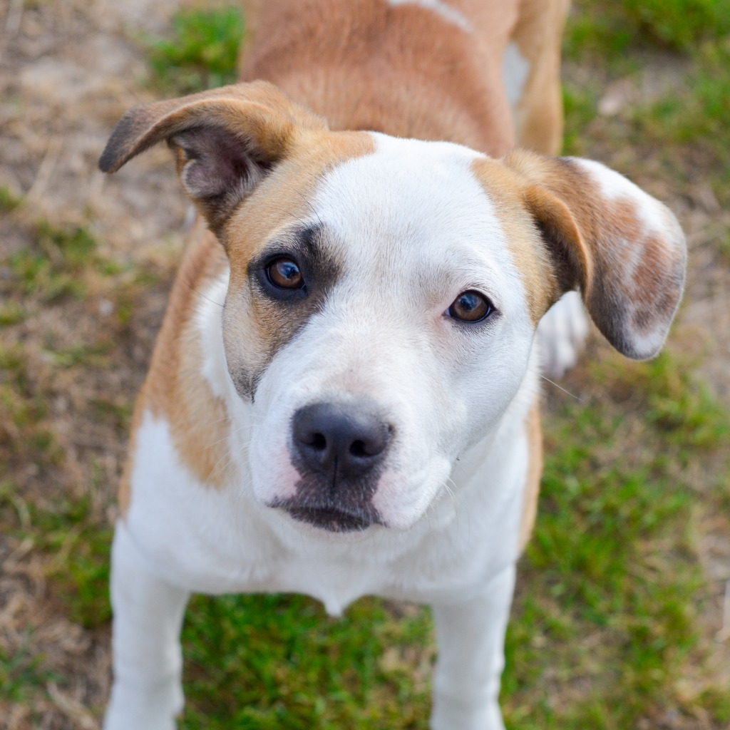 Revel, an adoptable Pointer, Mixed Breed in Quinlan, TX, 75474 | Photo Image 3