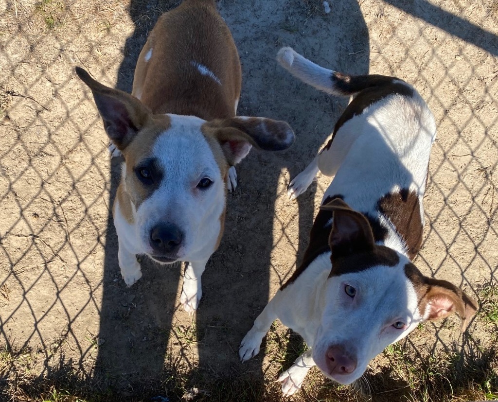 Revel, an adoptable Pointer, Mixed Breed in Quinlan, TX, 75474 | Photo Image 4