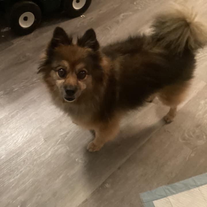 Milo-adoption pending , an adopted Pomeranian in Kentwood, MI_image-1