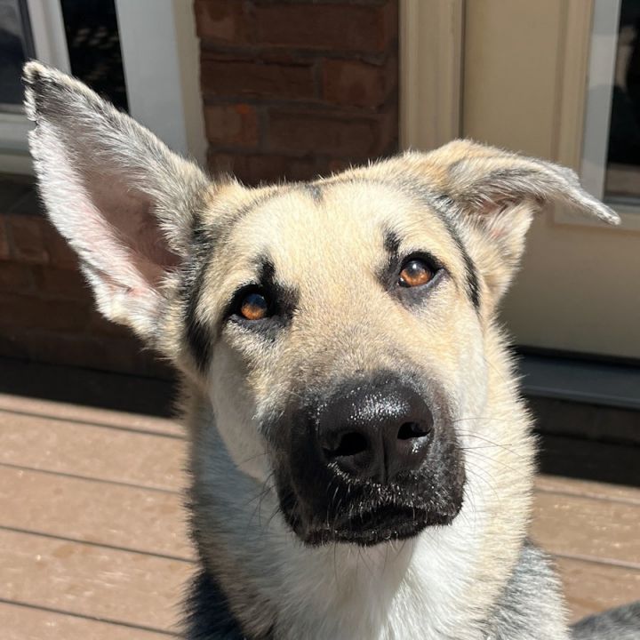 Boxer and german shepherd hot sale puppies