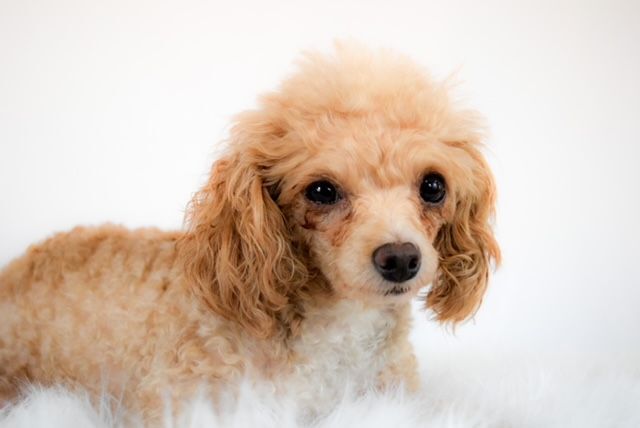 Faith, an adoptable Poodle in Decatur, IL_image-1