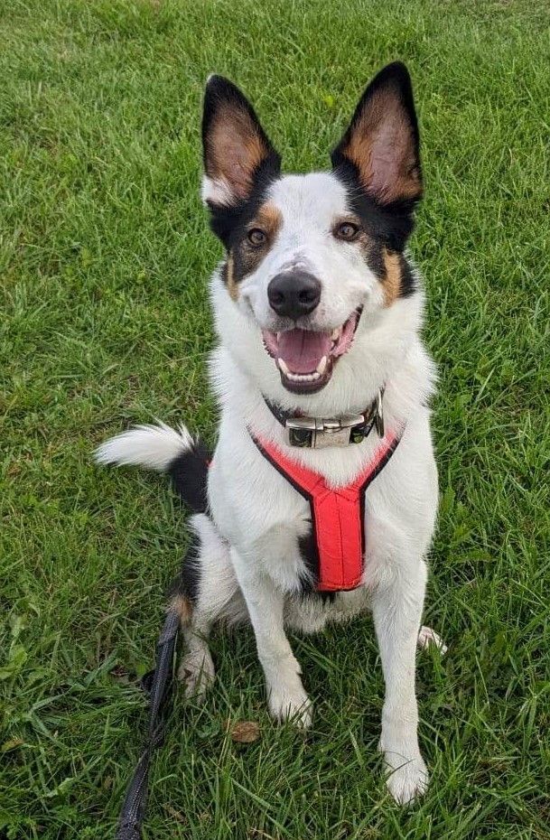 Diego, an adoptable Border Collie in Laval, QC, H7S 1P7 | Photo Image 1