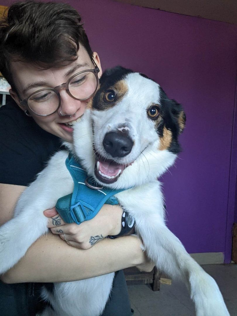 Diego, an adoptable Border Collie in Laval, QC, H7S 1P7 | Photo Image 3