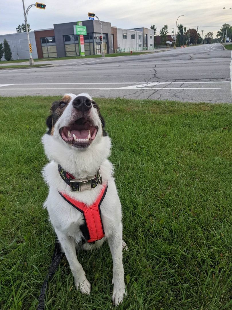 Diego, an adoptable Border Collie in Laval, QC, H7S 1P7 | Photo Image 4