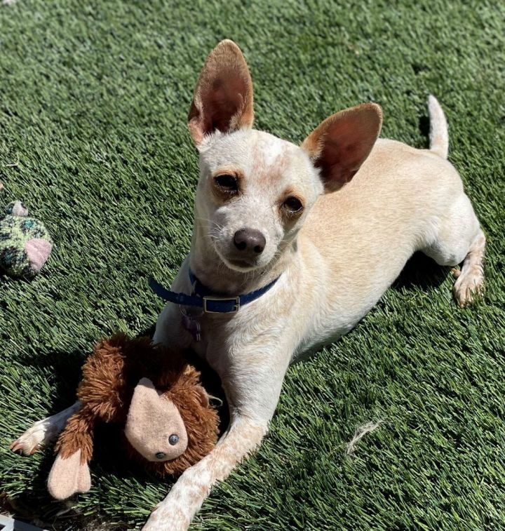 Blue heeler mixed with hot sale chihuahua