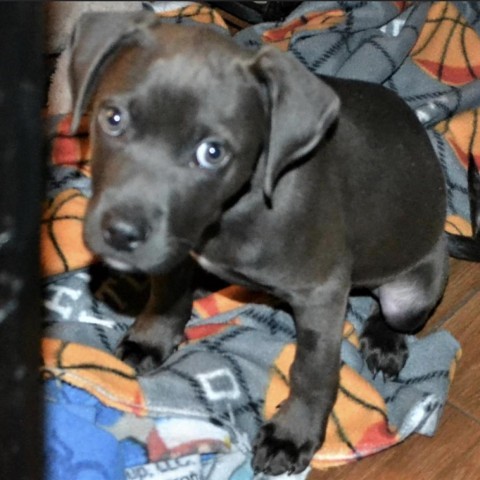 Joe, an adoptable Mixed Breed in Joliet, IL, 60436 | Photo Image 3