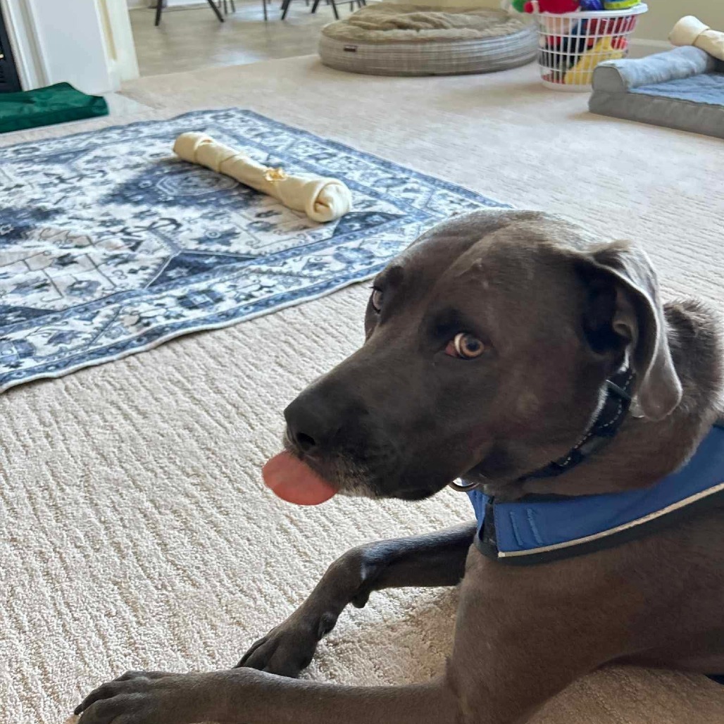 Joe, an adoptable Mixed Breed in Joliet, IL, 60436 | Photo Image 5