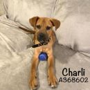 CHARLI's profile on Petfinder.com