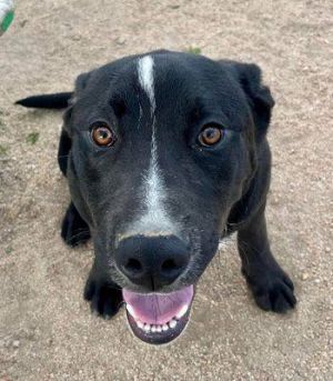 MEET HANK Hank is a happy and fun 6-month-old Lab-Pit-mix puppy in need of a ne