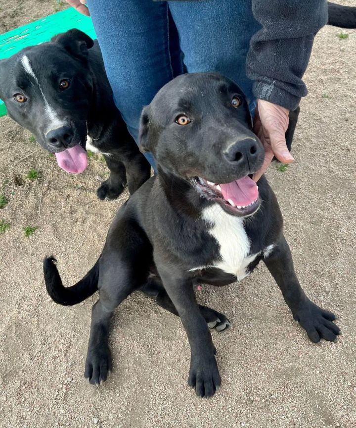 Black labrador pitbull store mix