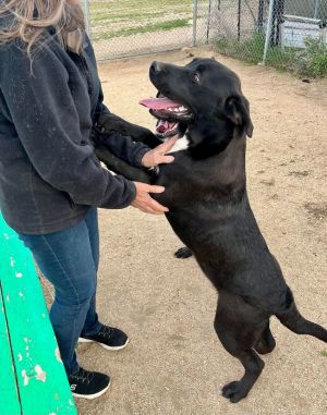 MEET HAPPY HOLT Holt is a loving and fun 11-month-old black brindle Lab-Pit-mix puppy in need of a 
