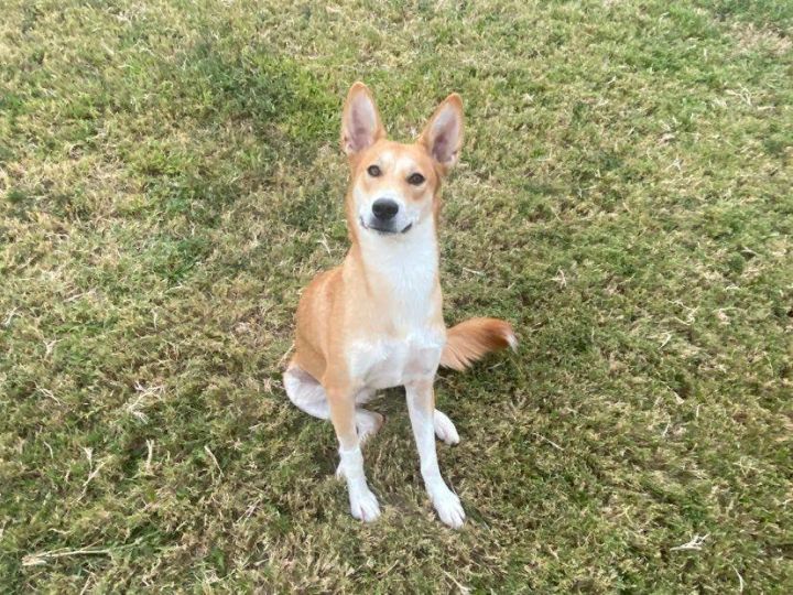 Sookie, an adoptable Carolina Dog in McKinney, TX_image-1
