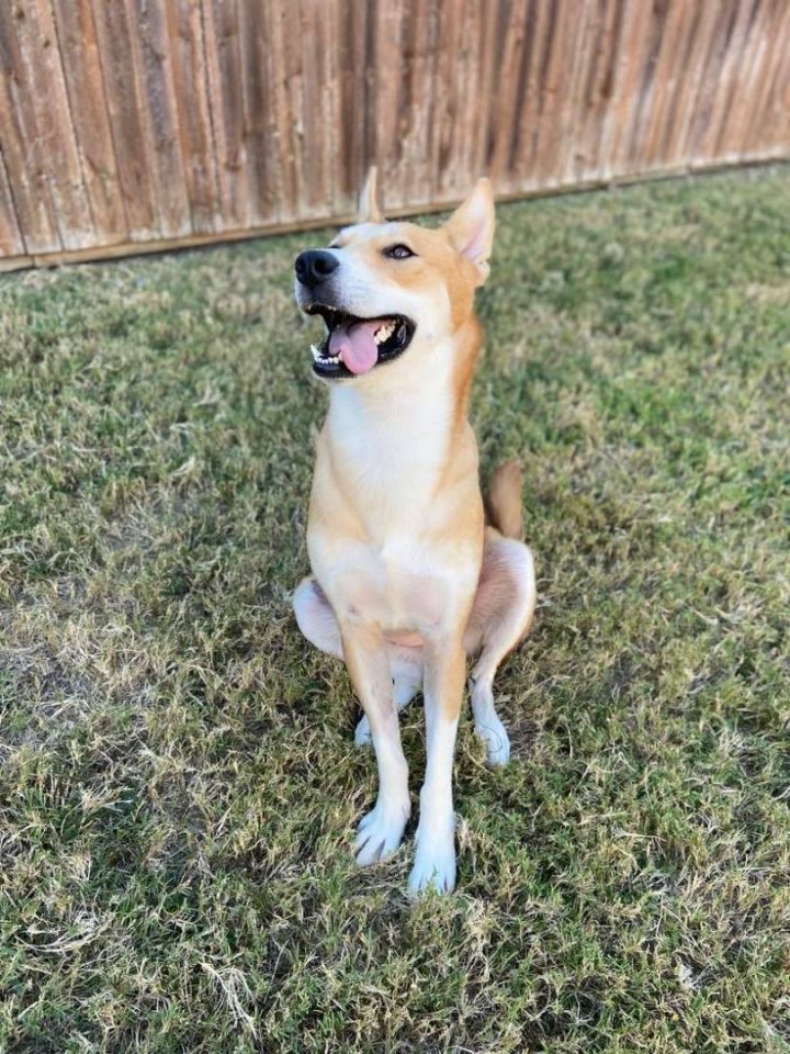 Sookie, an adoptable Carolina Dog in McKinney, TX_image-2